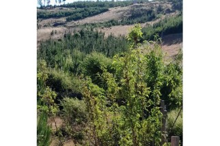 En venta parcela I-572, Paredones, O´Higgins